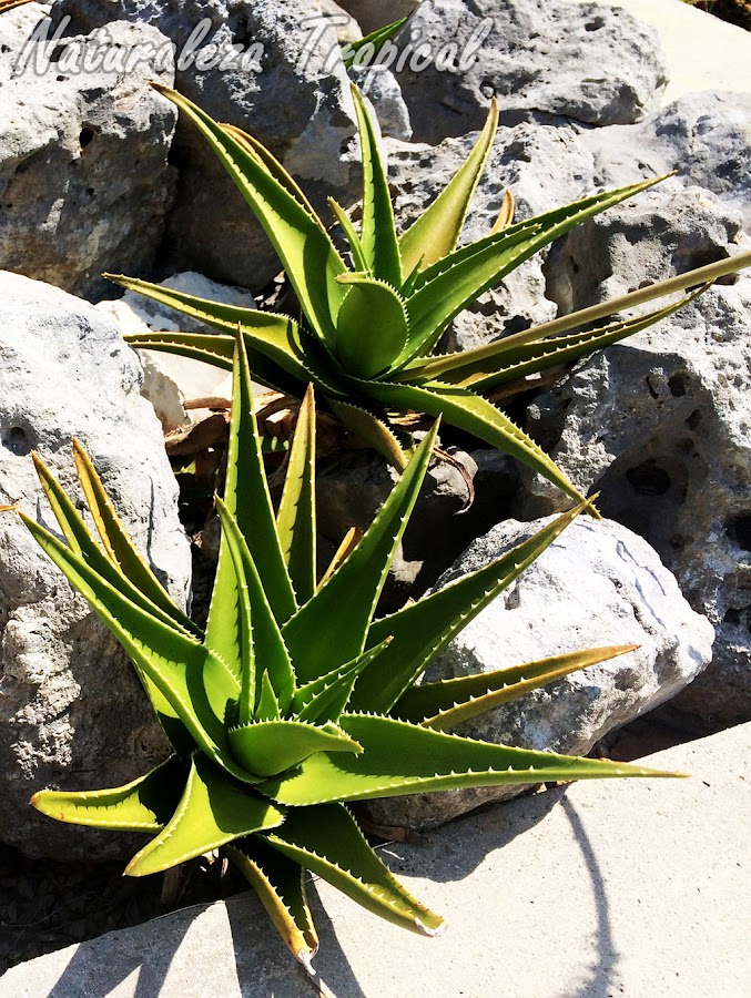 Plantas del género Aloe formando parte de un xerojardín