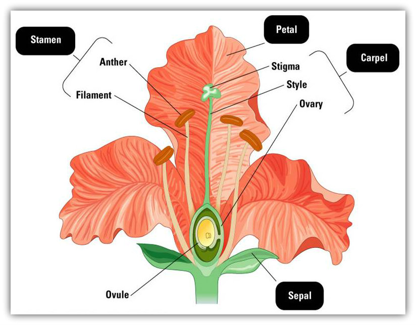TANG TANG KULINTANG Struktur atau Bagian Bunga 