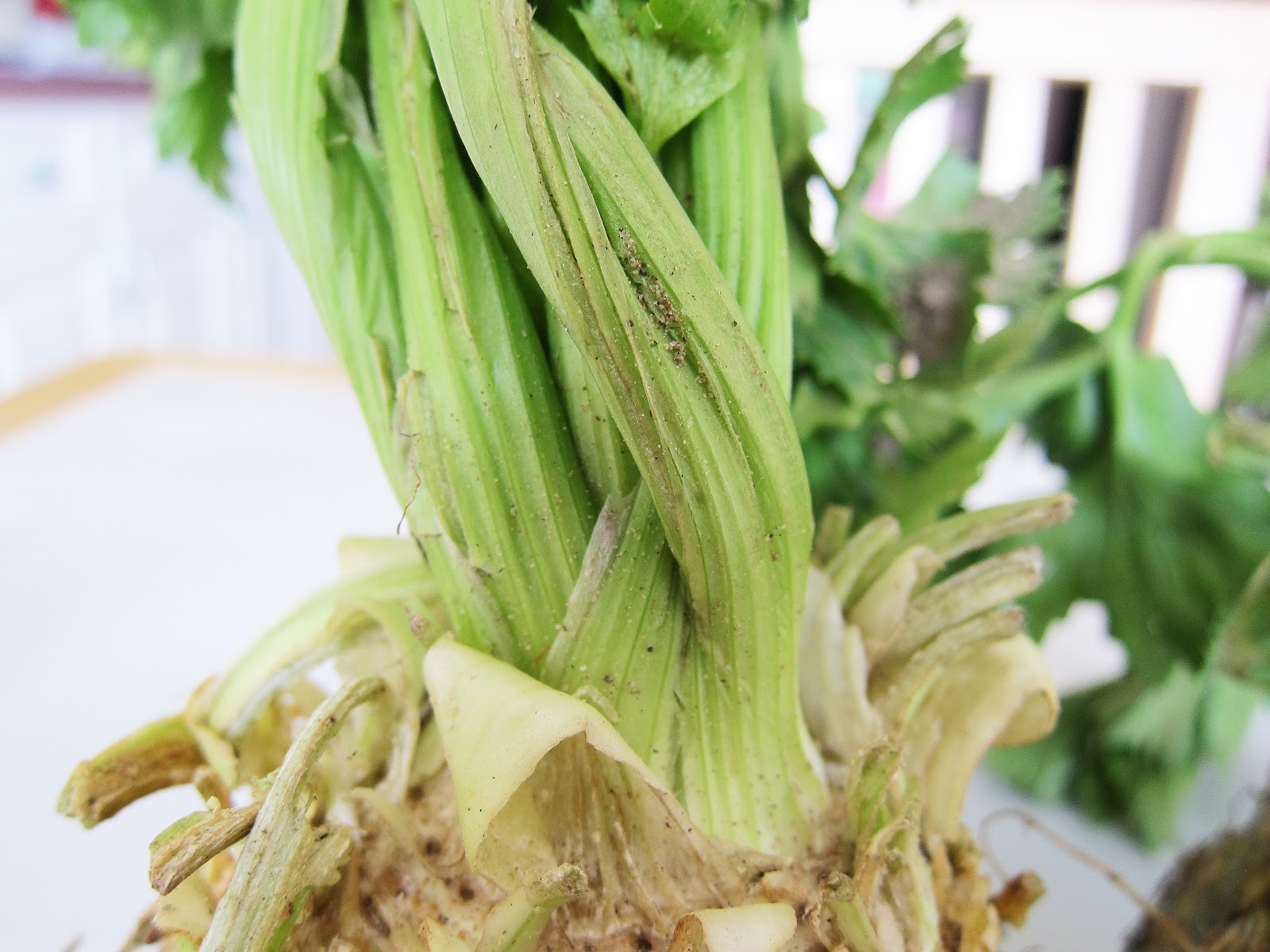 Bloatal Recall Celery Root Bisque