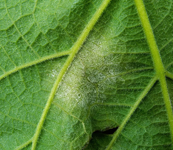 Oomycetes on a leaf