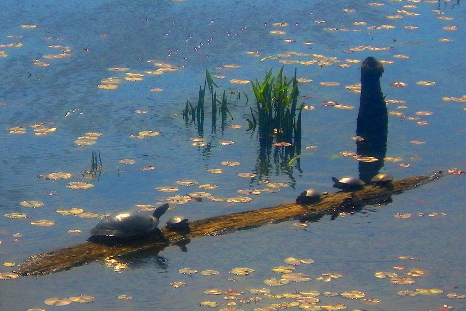Dave'n'Kathy's Vagabond Blog Calvert Cliffs State Park, MD