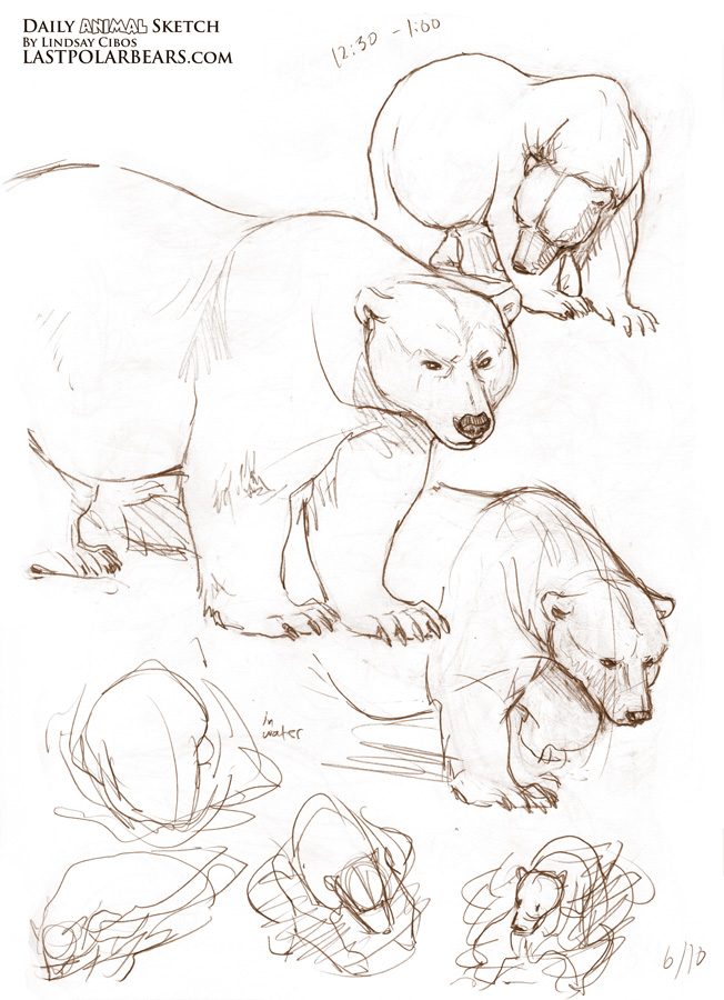 Lindsay Cibos' Art Blog: Daily Animal Sketch – Grizzlies and Polar Bears