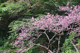 cherry blossoms on a mountainside