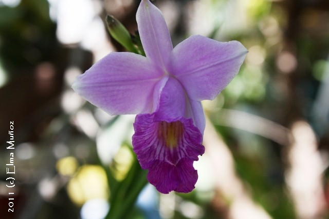 Arundina graminifolia