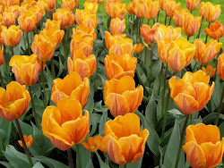 tulip flower flowers tulips romantic middle plant fall growing east europe popular orange associated actually native yellow