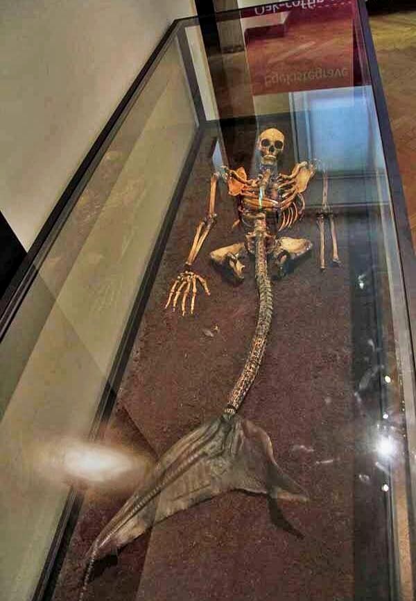 ShukerNature: THE MERMAID OF HARALDSKAER - THE FISHY TALE OF A FISHY