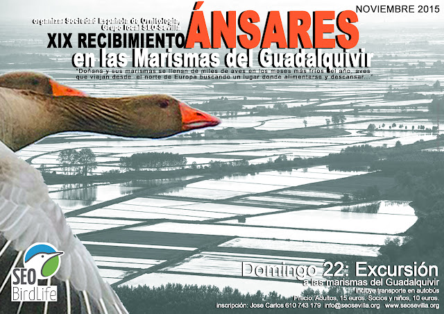 Excursión ornitológica organizada por el Grupo Local SEO-Sevilla de SEO/BirdLife a las marismas del Guadalquivir. "XIX Recibimiento a los Ánsares", domingo 22 de noviembre de 2015.