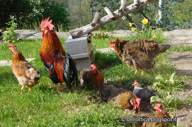 Gallina modenese della fattoria didattica dell ortica Savigno Valsamoggia Bologna Zocca