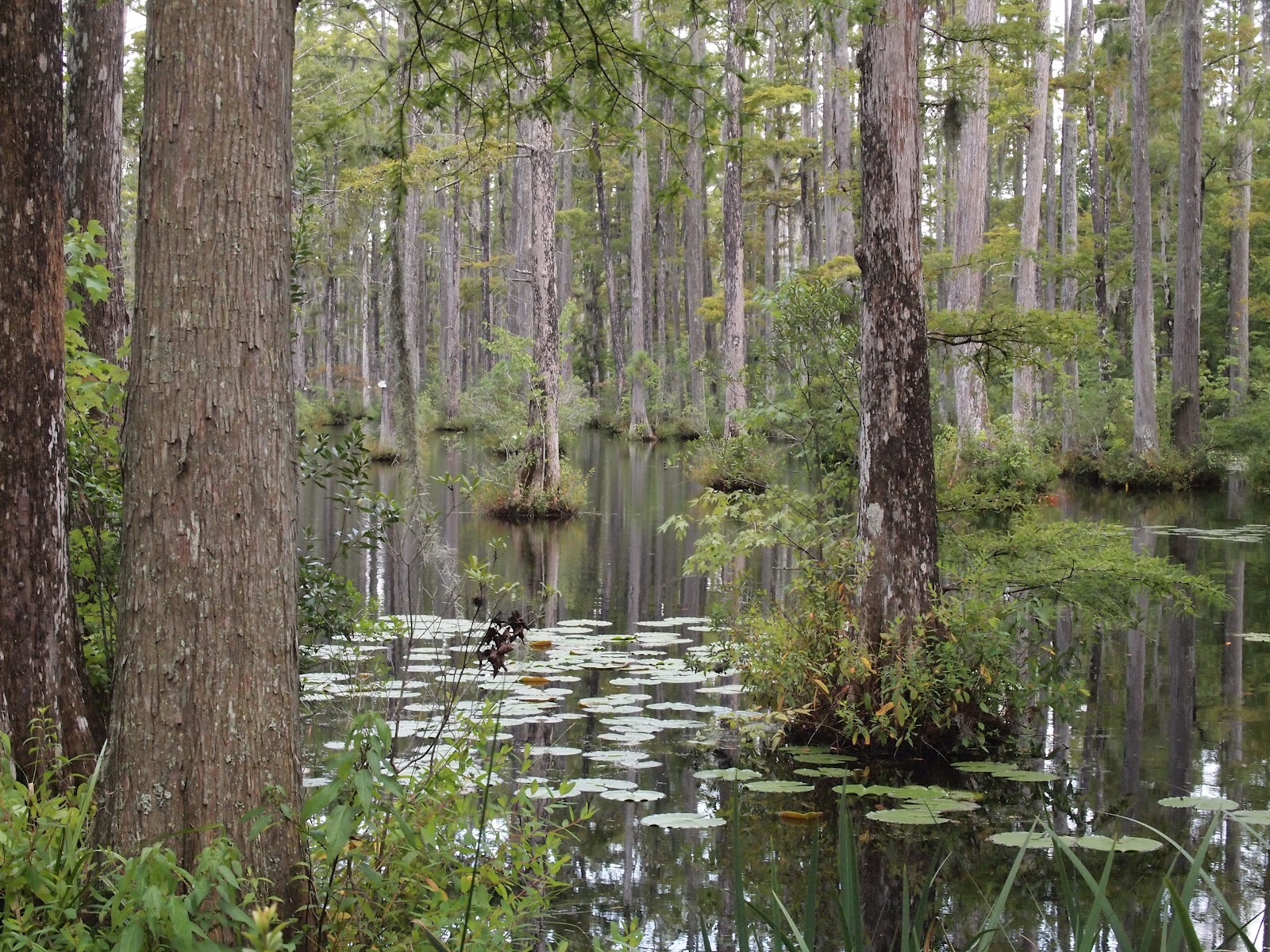 Vijaya Bodach Cypress Gardens and the Swamp