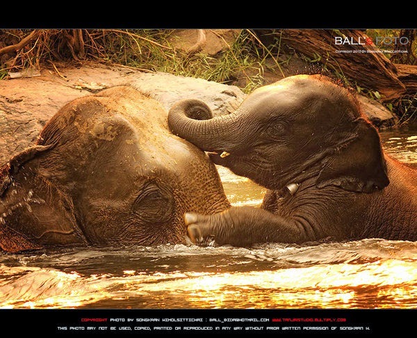 ช้าง(Elephant): ภาพช้าง