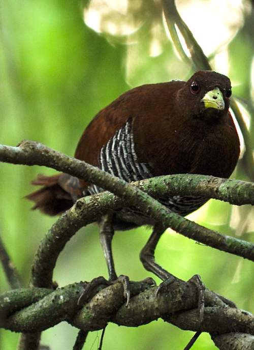  Indian birds - Andaman crake - Rallina canningi