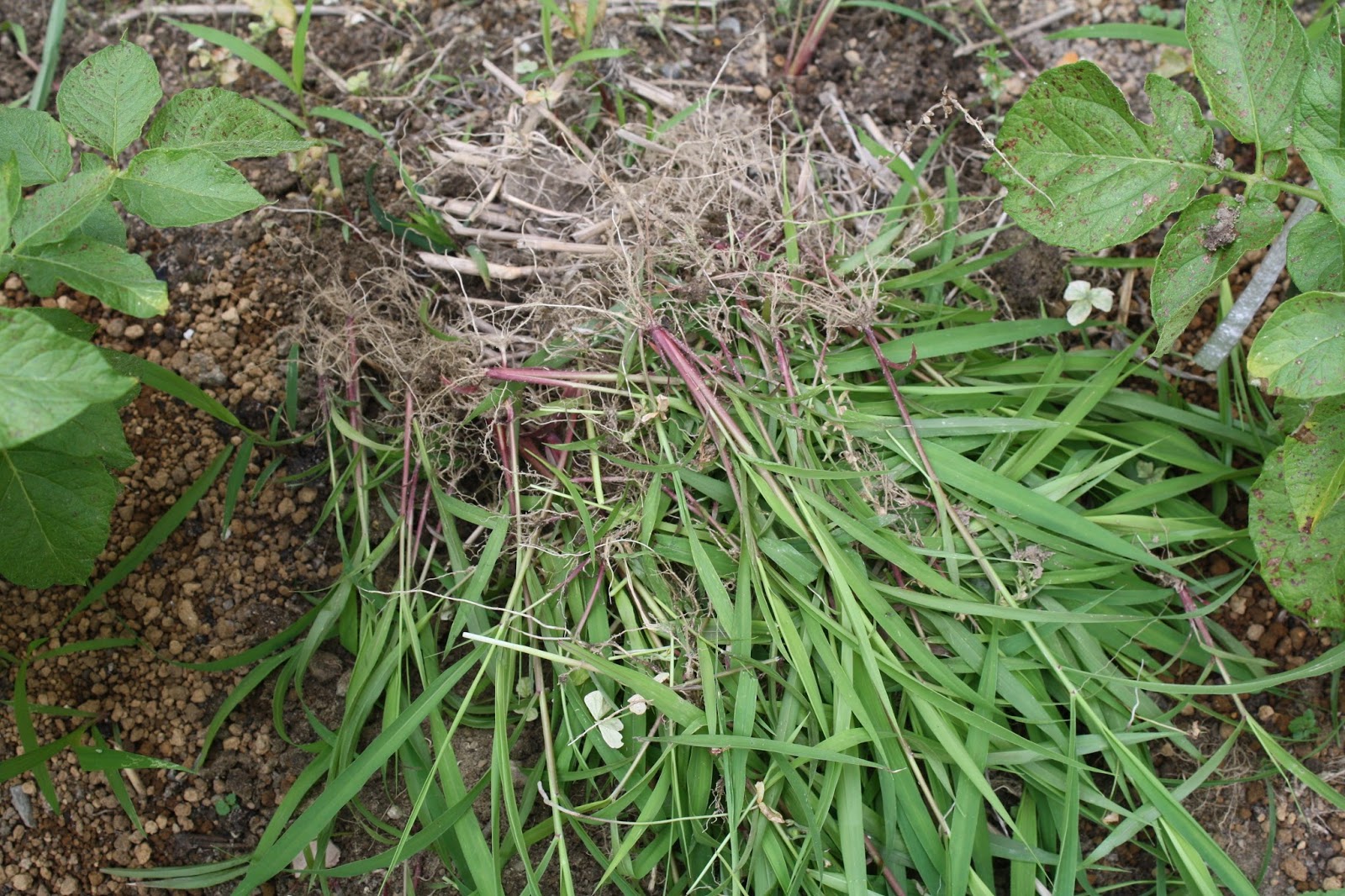 さらえまか ジャガイモ畑に生えてきた単一種類のイネ科の雑草は何を意味するのでしょうか。