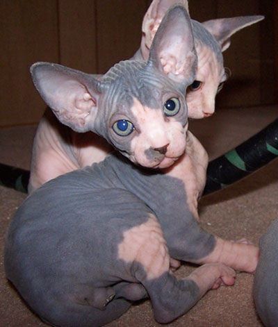 Hairless Sphynx Kittens for Adoption .: SPHYNX kittens for adoption