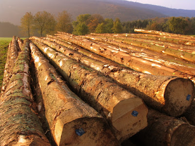 Thủ tục nhập khẩu gỗ tali, doussie, oak, bilinga