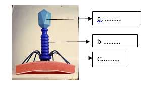 virus pada gambar diatas yang ditunjuk oleh anak panah pada bagian a