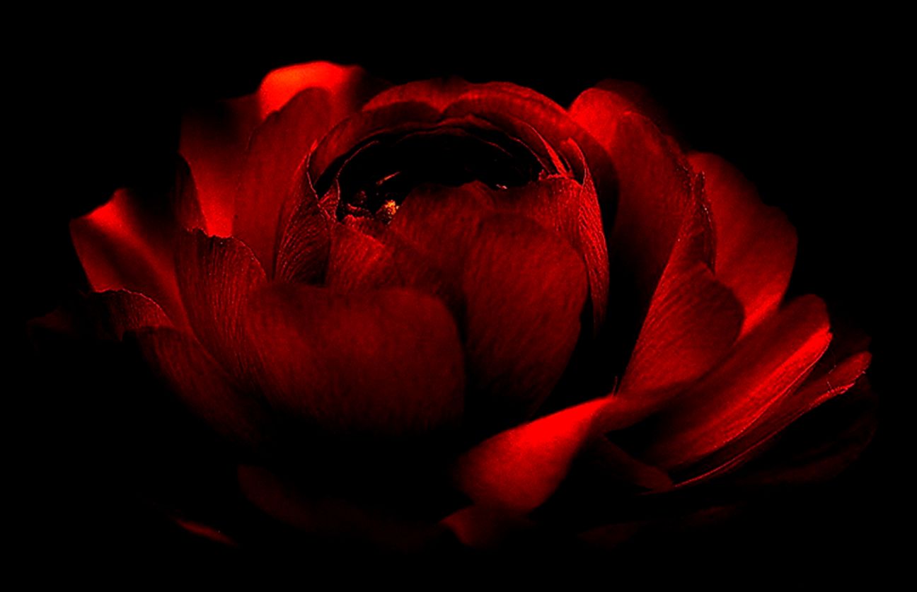 Red Love Computer Wallpapers Desktop Backgrounds  1440x900  ID