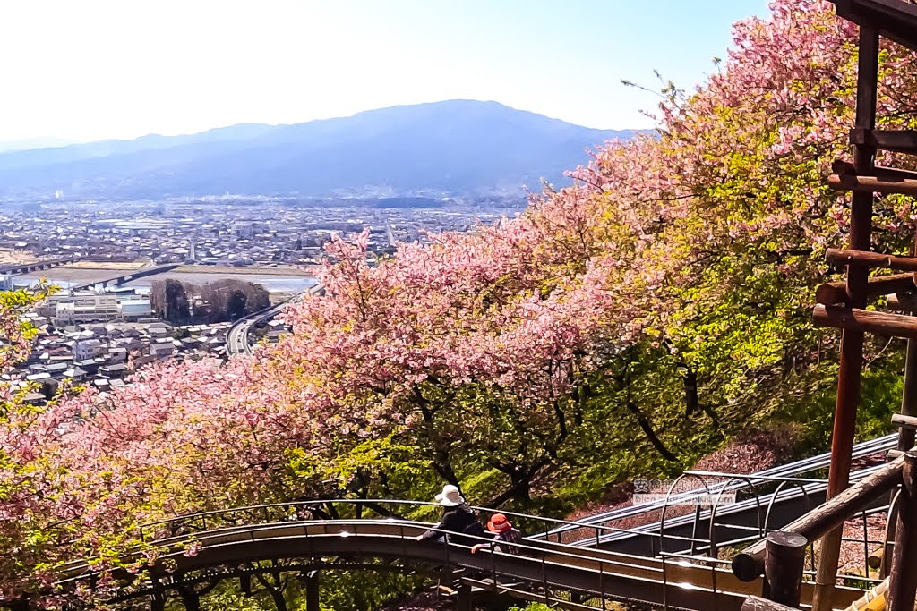 日本賞櫻,河津櫻,松田町賞櫻祭,河津櫻富士山,西平畑公園,