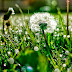 Budidaya Flora Dandelion, Bunga Segudang Manfaat & Penuh Arti