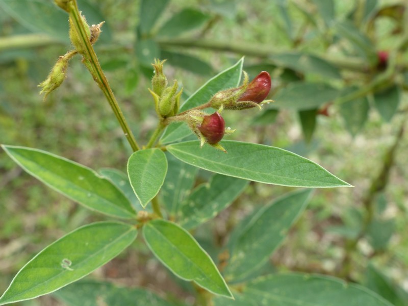 Faaxaal - Photos nature gratuites et libres de droits: Pois d&rsquo;Angole