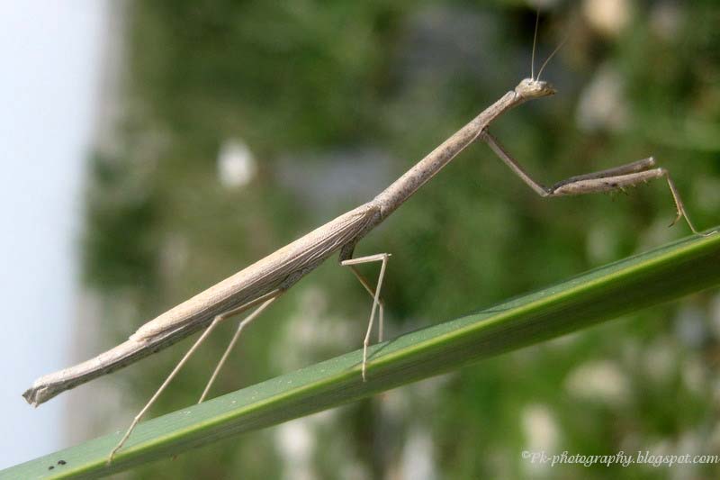 Nature, Cultural, and Travel Photography Blog 8/1/13 9/1/13