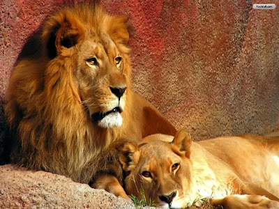 Lion Wallpaper Pack 2 (1600x1200) | All Entry Wallpapers