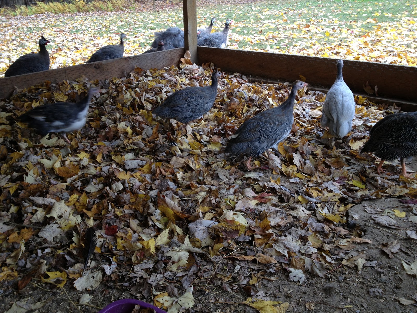 Using fall leaves in the chicken run. Murano Chicken Farm