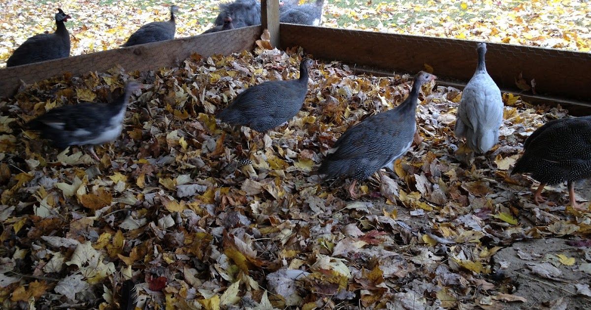 Using fall leaves in the chicken run. Murano Chicken Farm