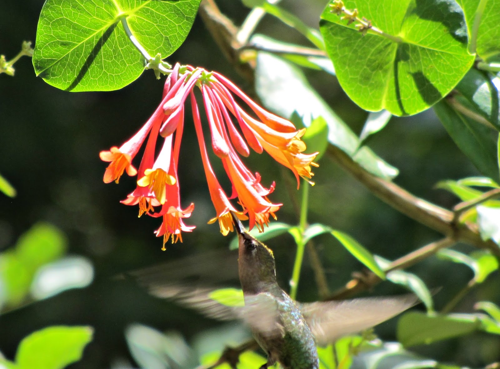 Using Native Plants Supporting Hummingbirds