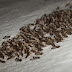 Semut Bunuh Diri Masal Ketika Persediaan Makan Kurang