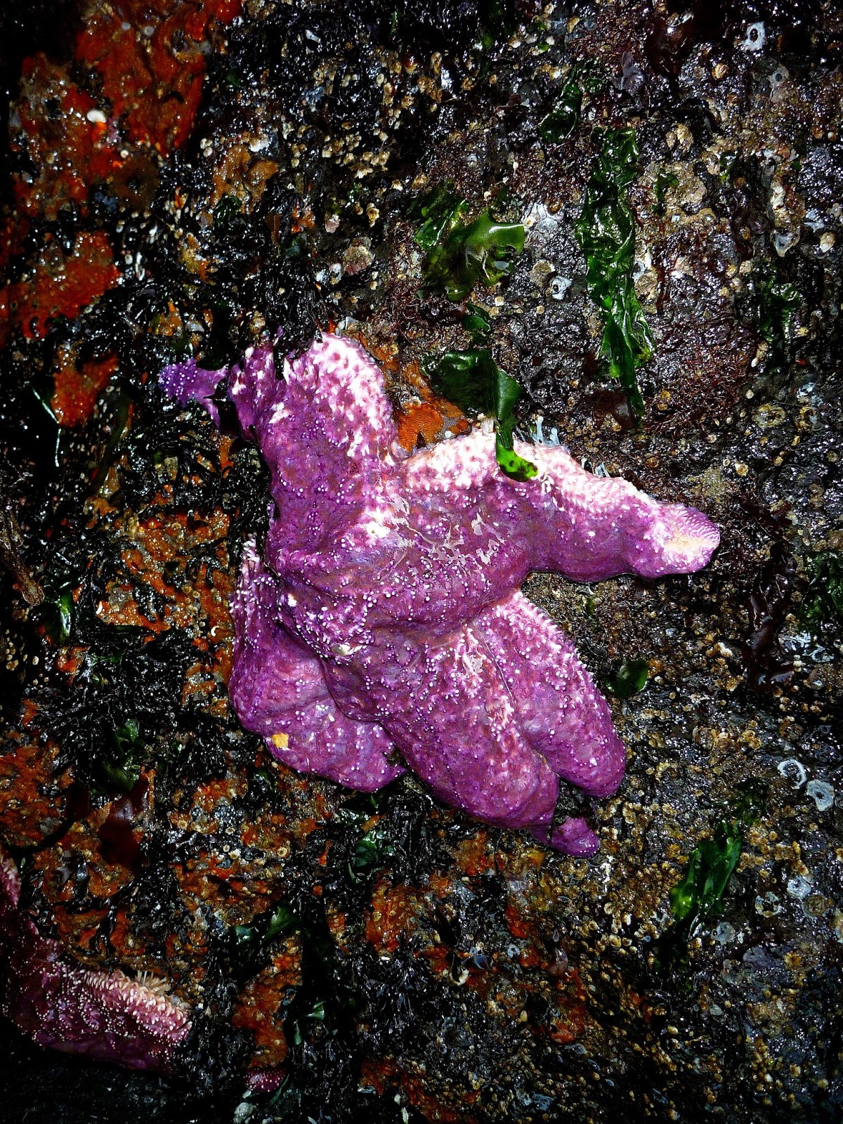 Buzz's Marine Life of Puget Sound: SEA STAR WASTING SURVEY - LAST OF