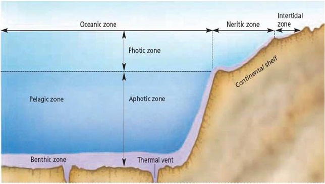 SKEMA PEMBAGIAN EKOSISTEM AIR LAUT ~ Diary Pengetahuan