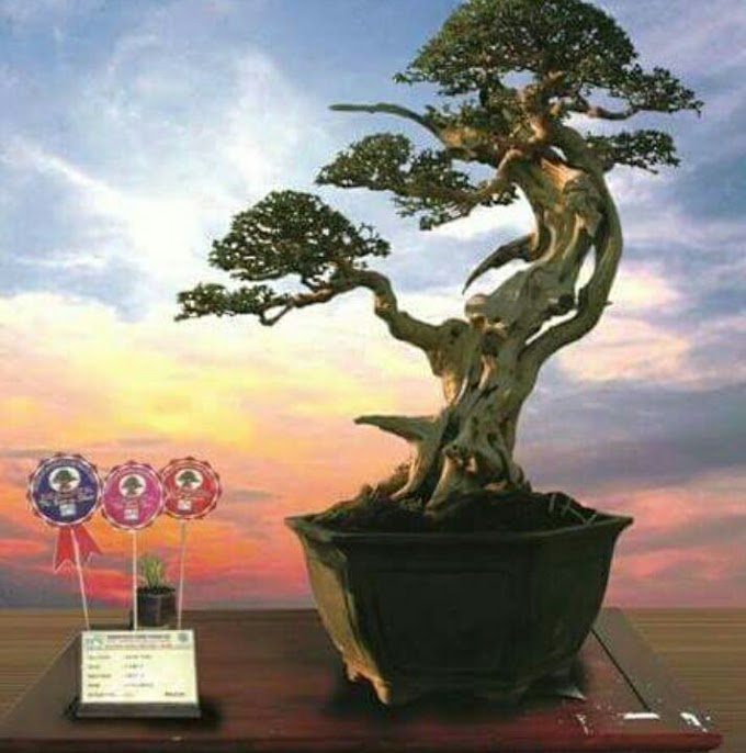 TIPS & TRICK STRATEGI PERSIAPAN KONTES BONSAI