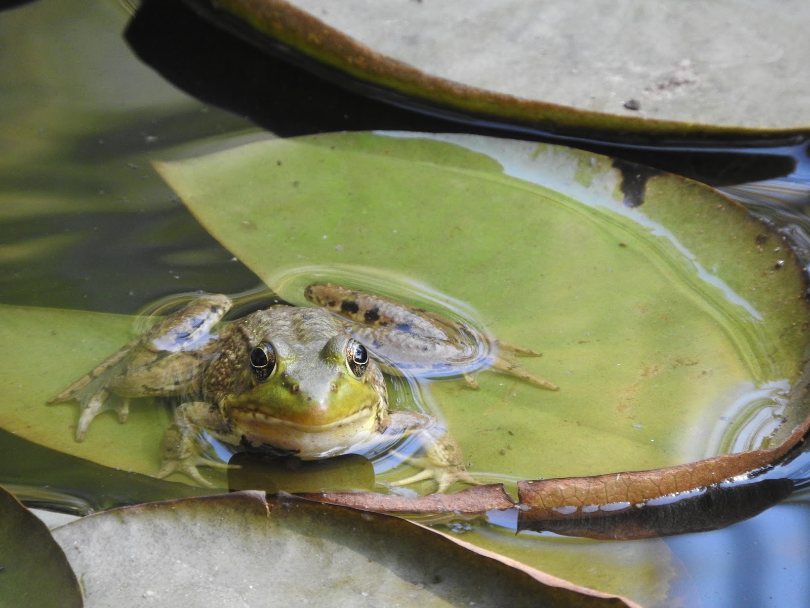 Giant Bullfrogs Take Over Pond