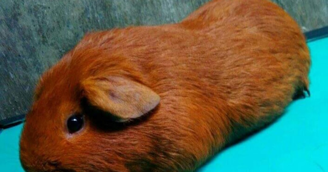 12 Jenis Marmut Beserta Gambar Dan Harganya No Terakhir Paling Unik Hobinatang 12 Jenis Marmut Beserta Gambar Dan Harganya No Terakhir Paling Unik Hobinatang