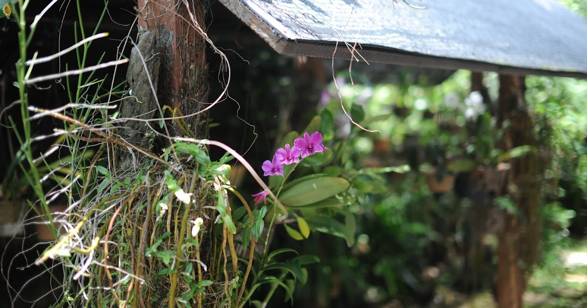 Seri Orkid: Rumah Orkid Masih Kukuh dan Cantik