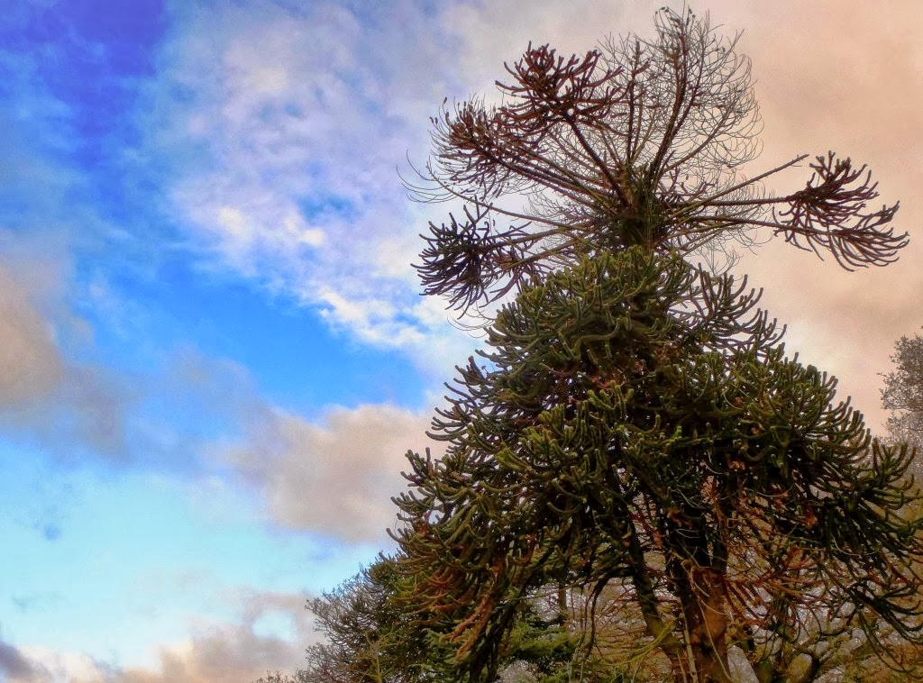 Fernando Ruz: Plantas nativas de Chile: Pehuén (Araucaria araucana)