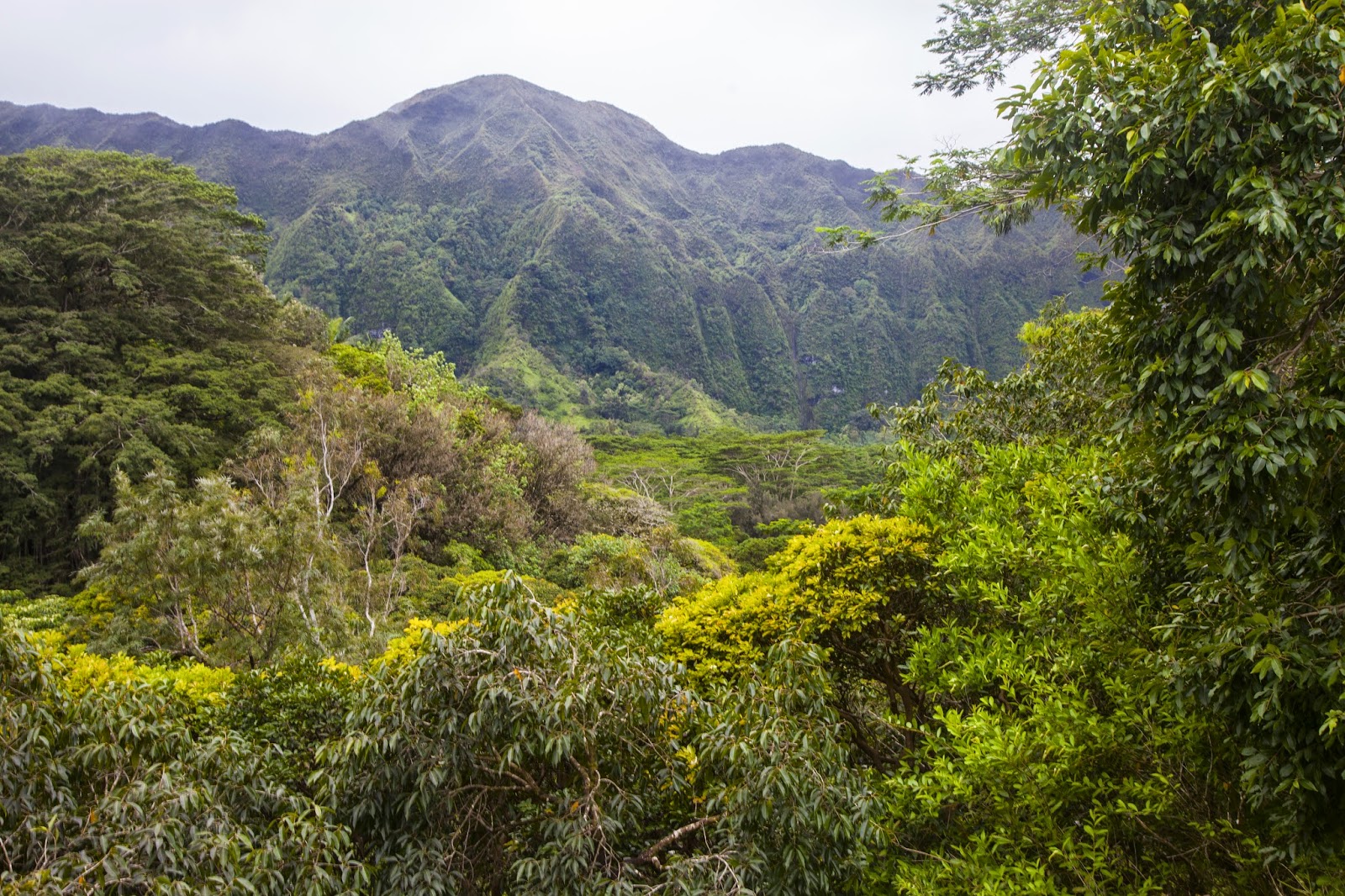 Walking Arizona The Jungle on Oahu, Hawaii