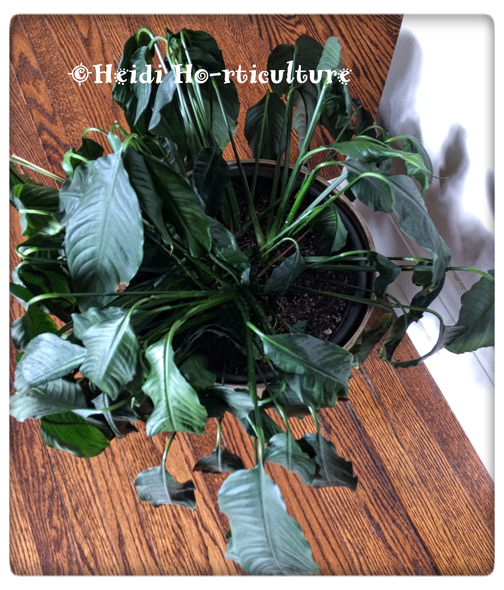 Heidi Horticulture Repotting Peace Lily House Plant