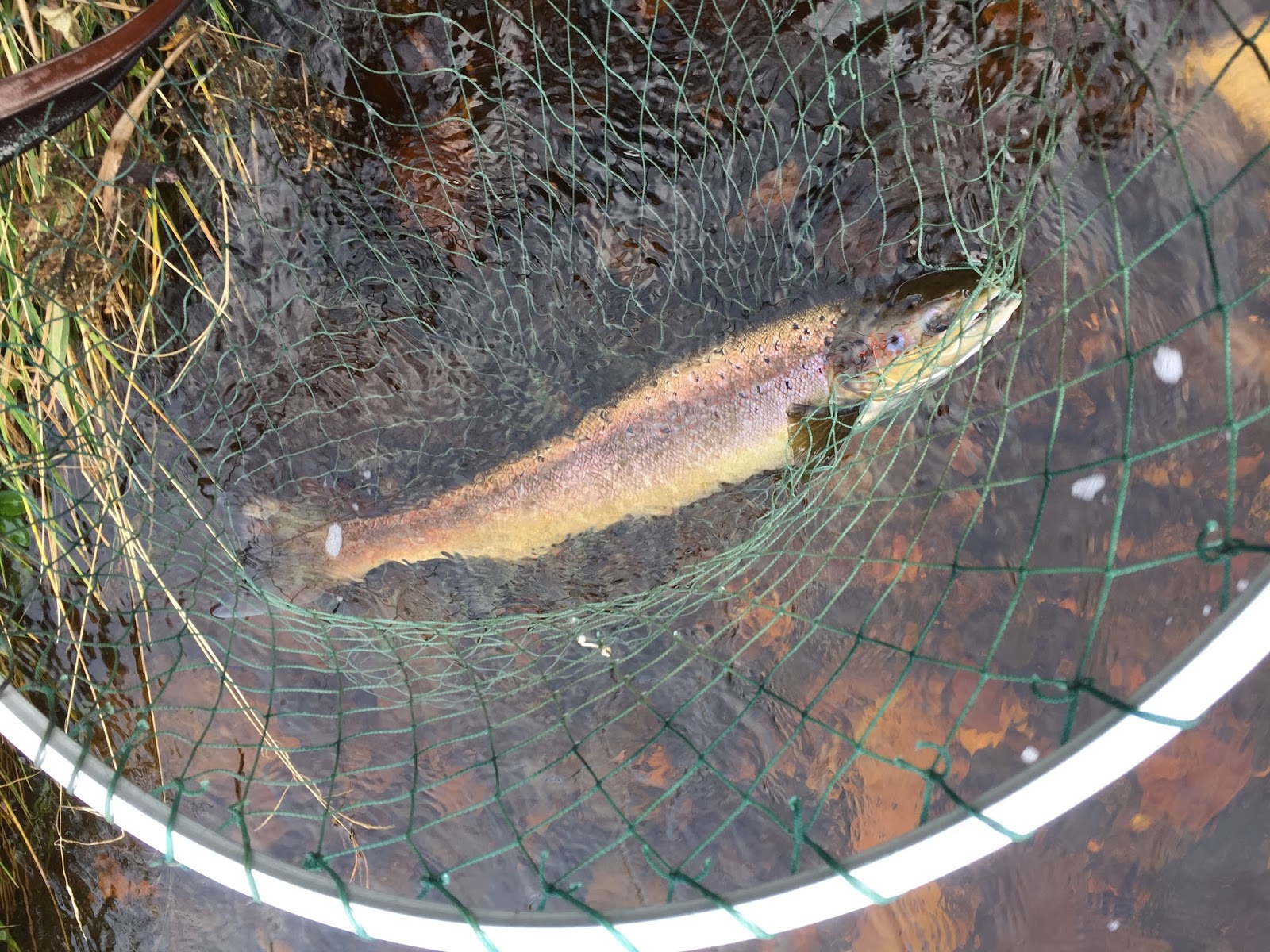 Dee & Don Salmon Fishing River Don Salmon