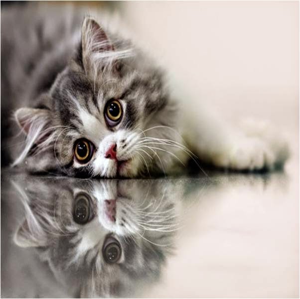 Fakta Tentang Kucing: Gambar Kucing Lucu - GAMBAR KUCING | GAMBAR