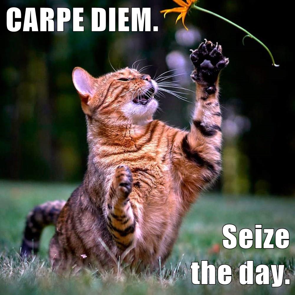 Growth Mindset Feedback Cats CARPE DIEM Seize The Day 