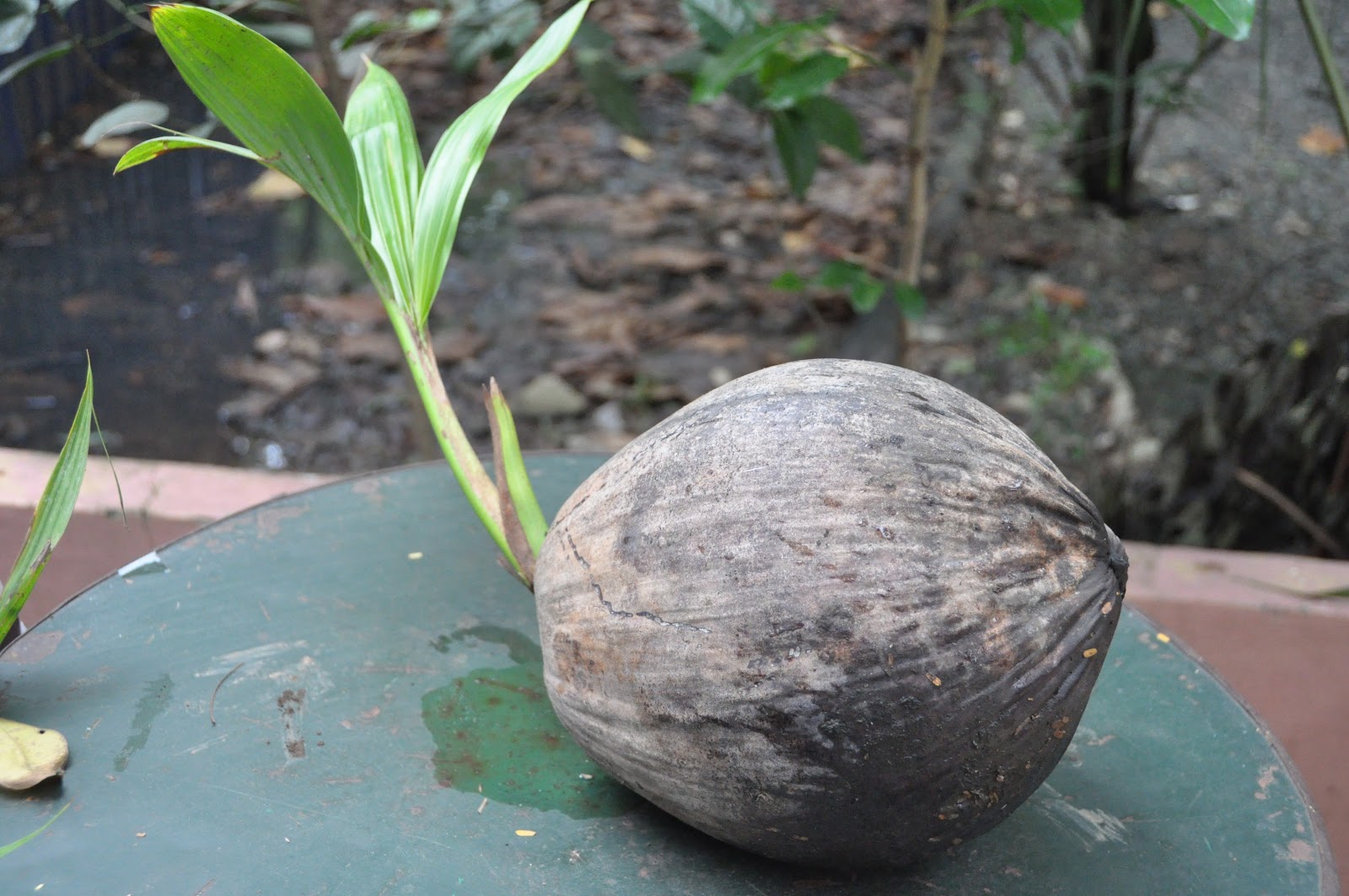Прорастить кокос. Кокос Ведделя. Пророщенный Кокос. Пальма кокосовая домашняя. Кокос растет.