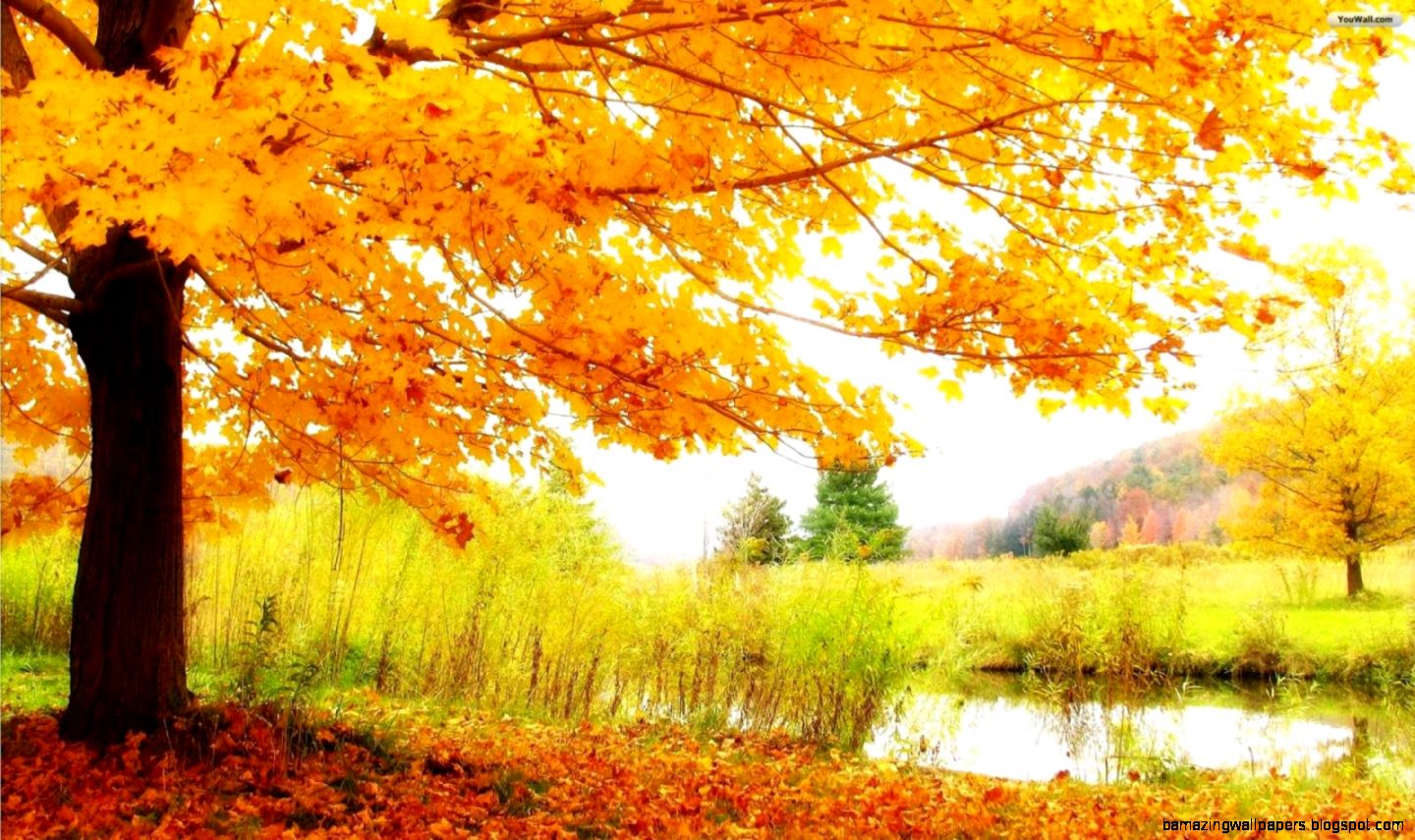 Autumn Trees Lake Wallpaper
