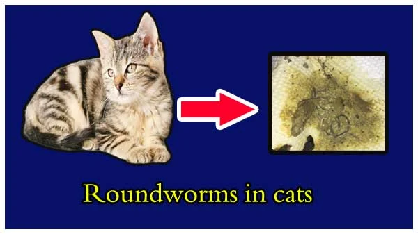 roundworms in cats pictures