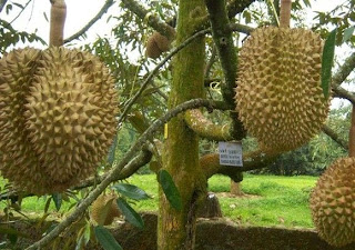 Durian petruk yang ditetapkan pemerintah sebagi durian unggul nasional