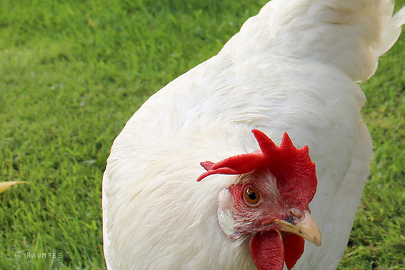 Raumfee In Heaven No 236 Apfelhimmel