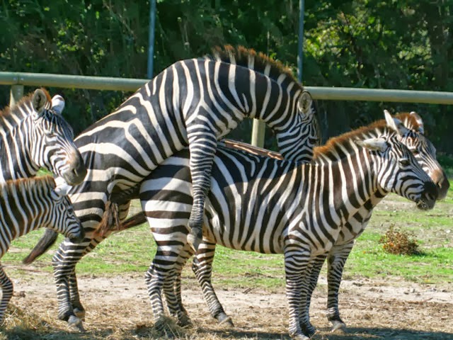 Спаривание зебр крупным планом