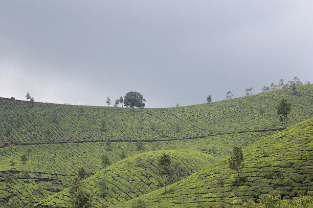 Plantaciones de té en Munnar