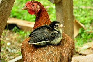 Cara Beternak Ayam Kampung
