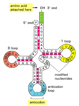 My Scientific Blog - Research and Articles: RNA Structure and Functions